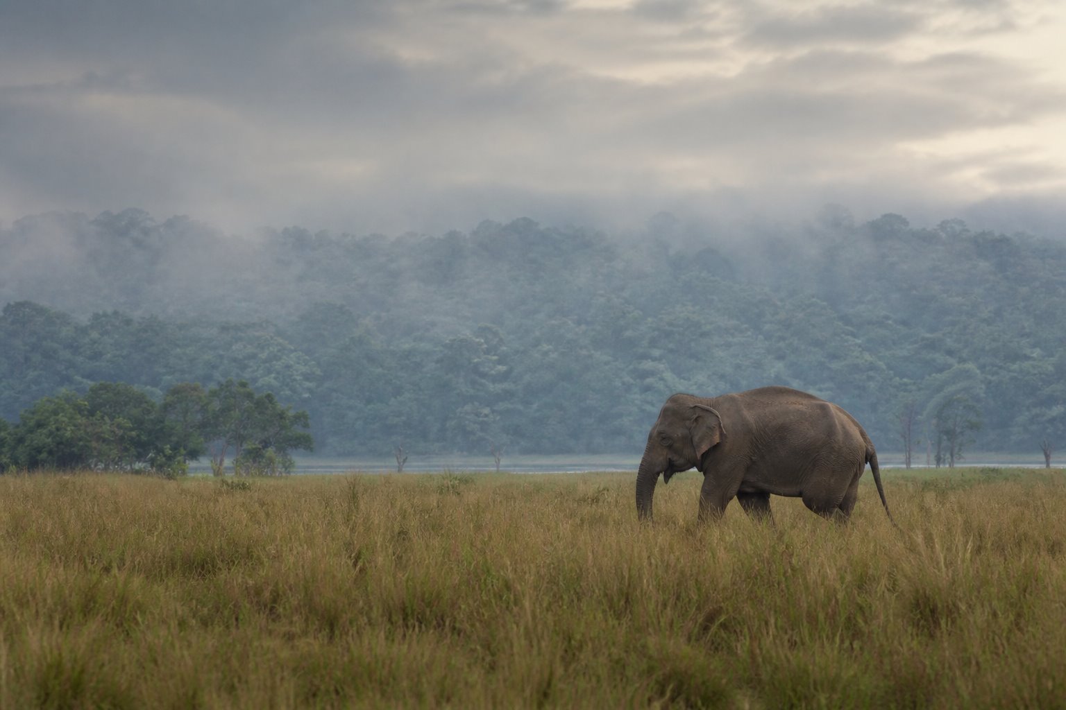 An elephant in Sri Lanka